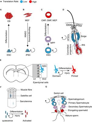 Translational Control in Stem Cells